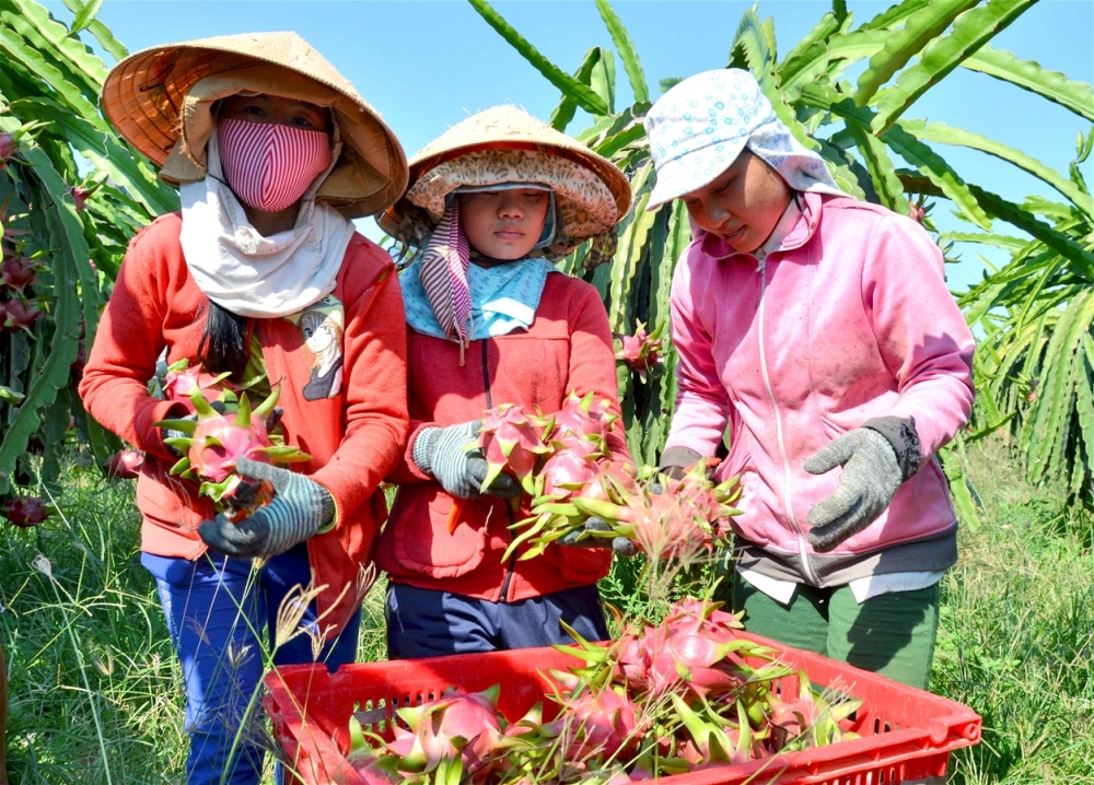 Khuyến khích và triển khai sản xuất theo Quy trình thực hành sản xuất nông nghiệp tốt Việt Nam (VietGAP)