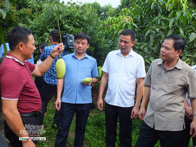 Sản xuất nông nghiệp của tỉnh Sơn La vẫn còn nhỏ và manh mún