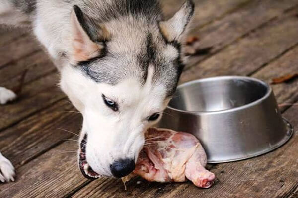 Không nên để chó gặm xương, ăn đồ sống