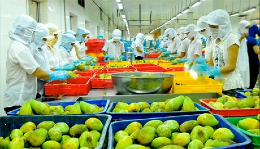 Một số loại hoa quả của Việt Nam đã đáp ứng được các quy định khắt khe của thị trường Nhật Bản