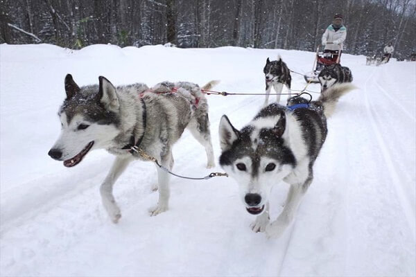 Chó Husky có nguồn gốc là giống chó tuyết kéo xe ở Nga