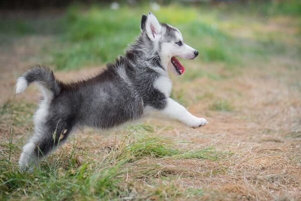 Chó Husky rất hiếu động, nghịch ngợm và biểu cảm rất “deep”