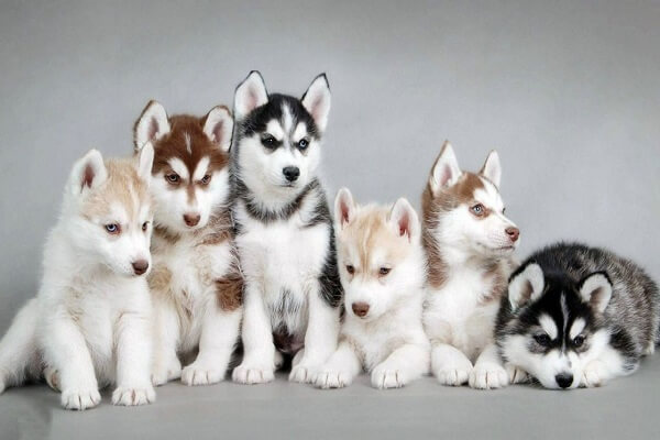 Tìm hiểu về chó Husky – “Quán quân” của chủng tộc Đại Ngáo