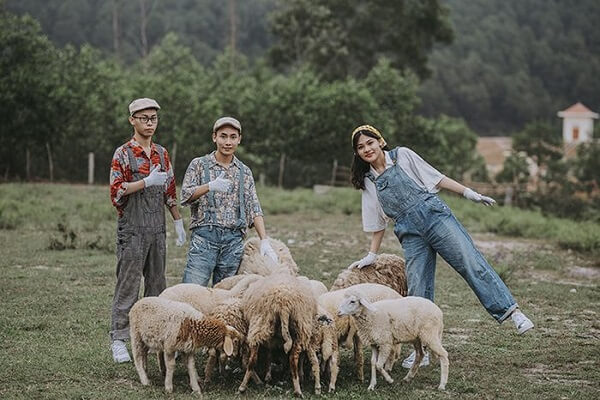 Cánh đồng nuôi cừu tại huyện Yên Thành