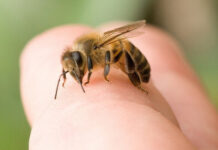 Cách xử trí khi bị ong đốt hiệu quả - Mẹo vặt hay đừng bỏ qua!
